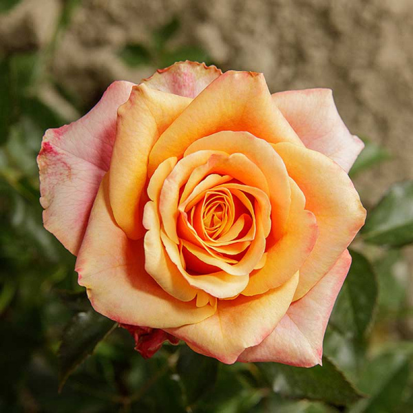 Роза чайно-гибридная Черри Бренди Садовита