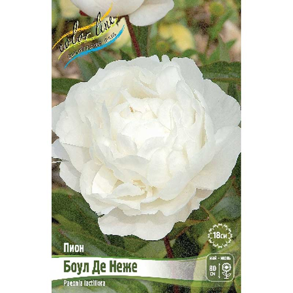 Пион Боул Де Неже 2/3 n 25 шт Биг-пак 7969 