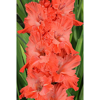 Гладиолус Усатый-Полосатый 8/10 5 шт, Садовита 