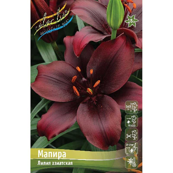 Лилия Мапира 12/14 25 шт Биг-пак 10629 