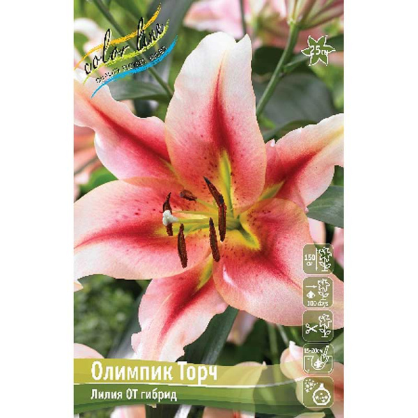 Лилия Олимпик Торч 16/18 3 шт