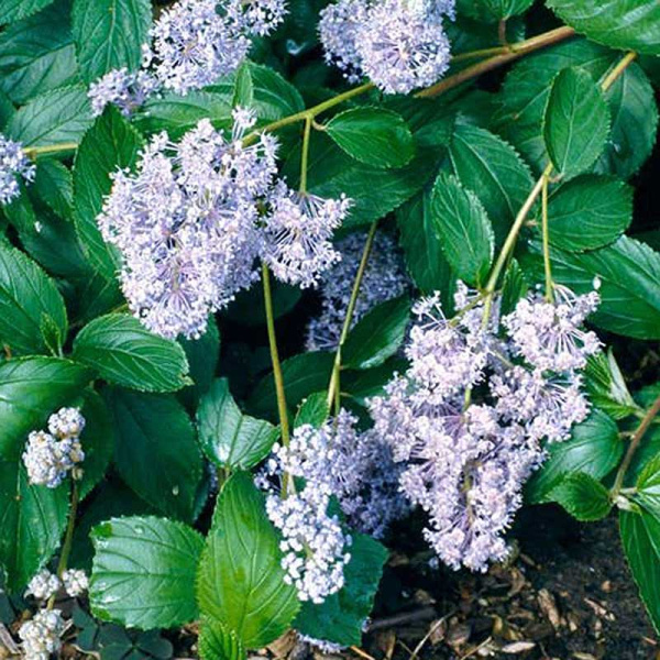 Краснокоренник Делиля Глуар Де Версаль P9 Садовита