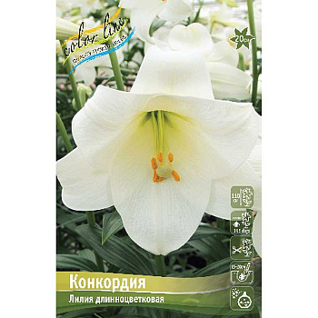Лилия Конкордия 12/14 25 шт Биг-пак 10443