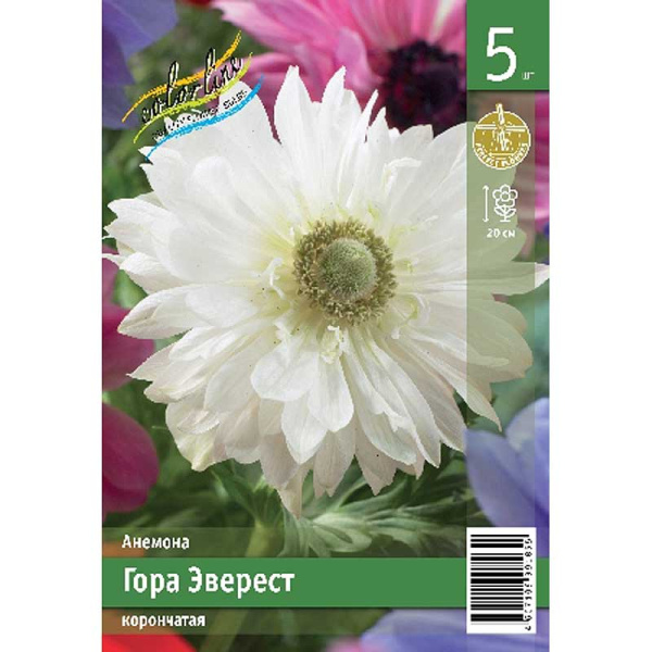 Анемона Гора Эверест 5/6 5 Эконом шт 