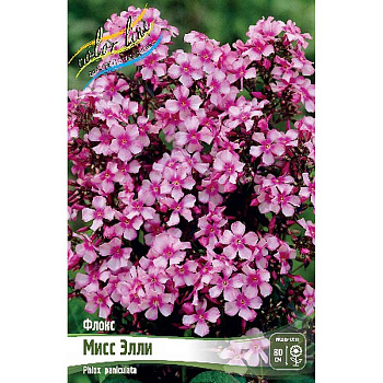 Флокс Мисс Элли I 2 шт