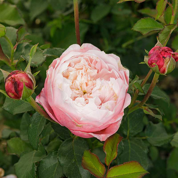 Роза шраб Плум Садовита