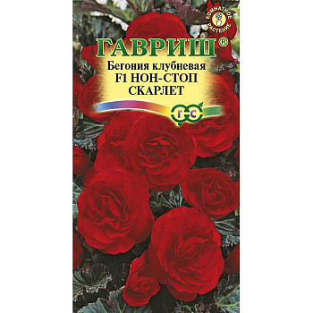 КОМ Бегония Нон-стоп Скарлет Гавриш Ц 