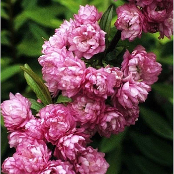 Вишня Железистая Розеа Плена P9