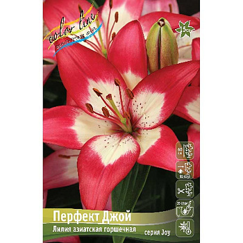 Лилия Перфект Джой 10/12 7 шт