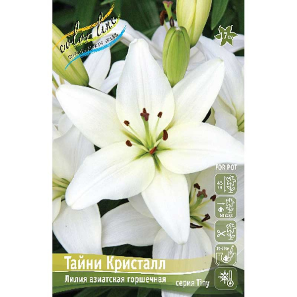 Лилия Тайни Кристалл 10/12 7 шт 