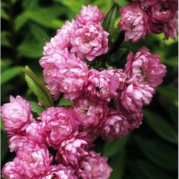 Вишня Железистая Розеа Плена P9