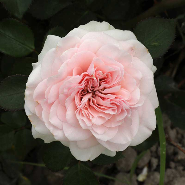 Роза флорибунда Мария Терезия Садовита