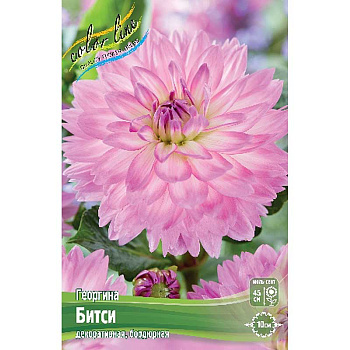 Георгина Битси I 15 шт Шоу-бокс 11021