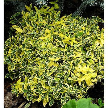 Бересклет Форчуна Эмеральден Голд P9