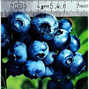 Голубика Патриот P9