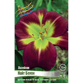 Лилейник Найт Бекон I 1 шт 