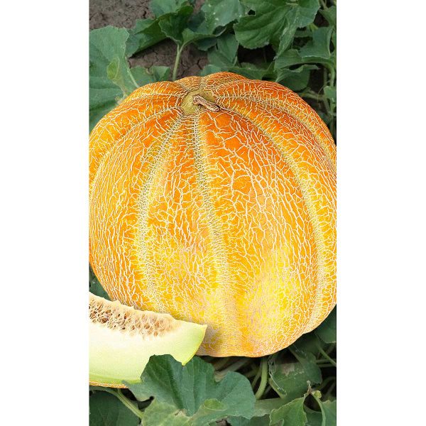 Дыня Эфиопка 15шт Садовита Ц