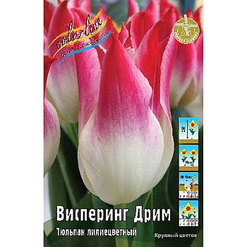 Шоу-Бокс Тюльпан Висперинг Дрим 11/12 100 шт 