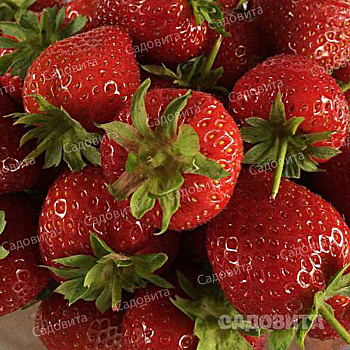 Земляника садовая ремонтантная Эвис Делайт (цена за 40 шт) ОСП