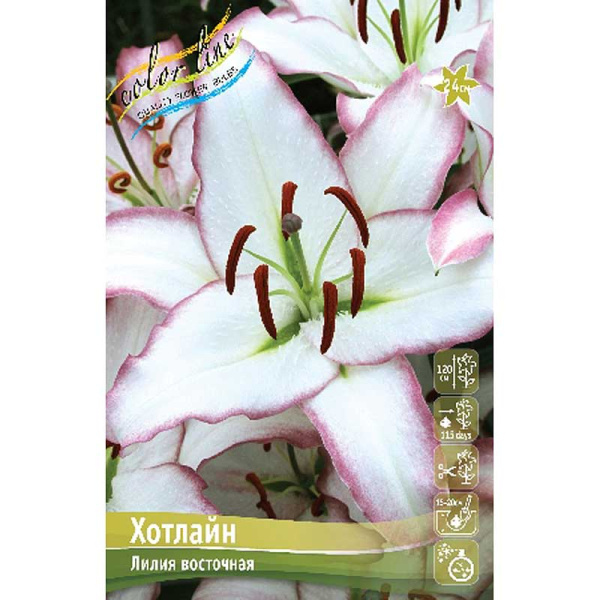 Лилия Хотлайн 12/14 5 шт 
