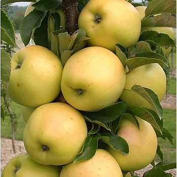 Яблоня Медок колоновидная Садовита