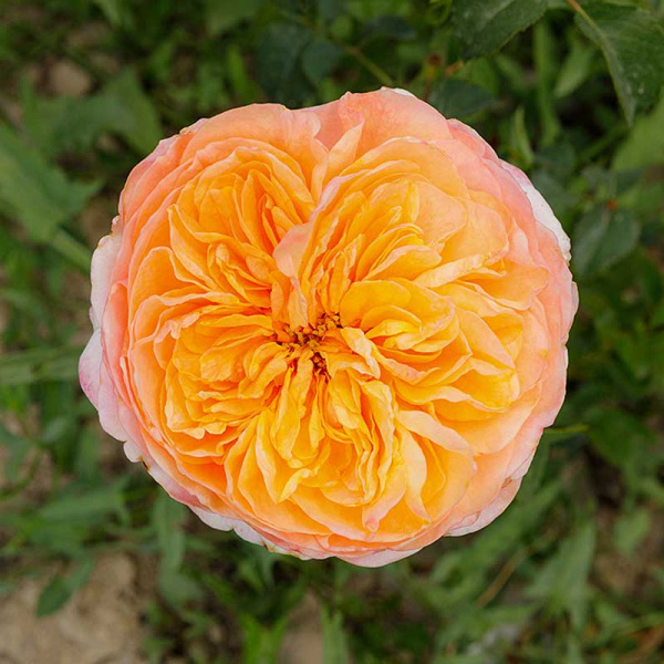 Роза чайно-гибридная Вувузелла Садовита