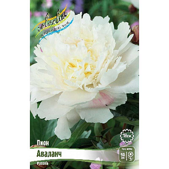 Пион Аваланч 2/3 n 25 шт Биг-пак 7966 