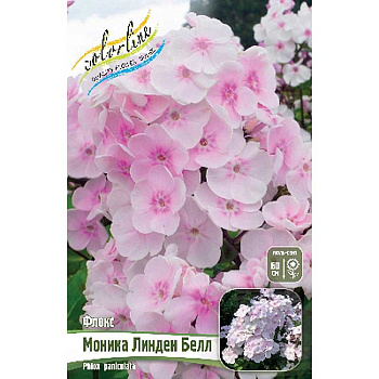 Флокс Моника Линден Белл I 2 шт