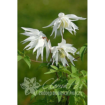 Клематис Альбина Плена C2