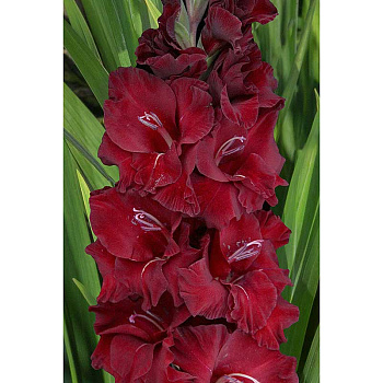 Гладиолус Центаурус 8/10 5 шт, Садовита 