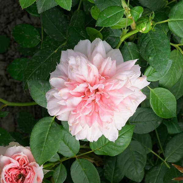 Роза Чайно-гибридная Шоне Майд Садовита