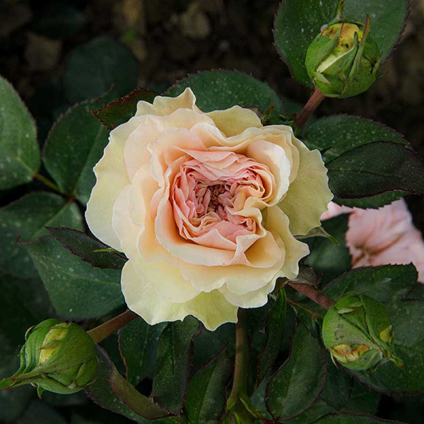 Роза флорибунда Пастелла Садовита