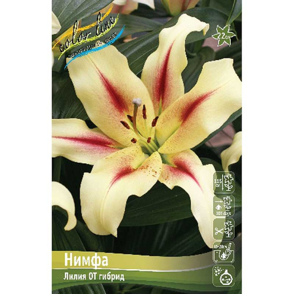 Лилия Нимфа 12/14 25 шт Биг-Пак 10522 