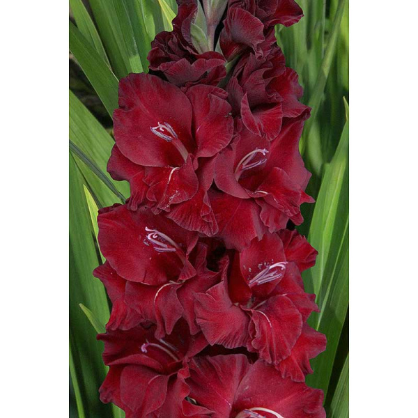 Гладиолус Центаурус 8/10 5 шт, Садовита 