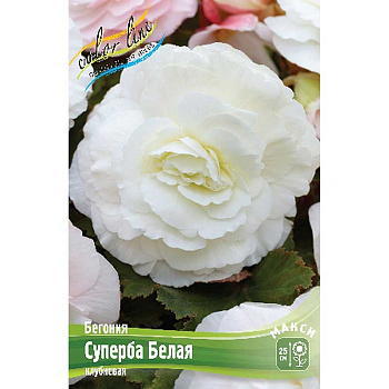 Бегония Суперба Белая 4/5 3 шт 