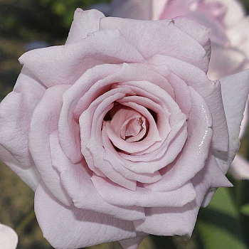 Роза чайно-гибридная Голубой Нил Садовита