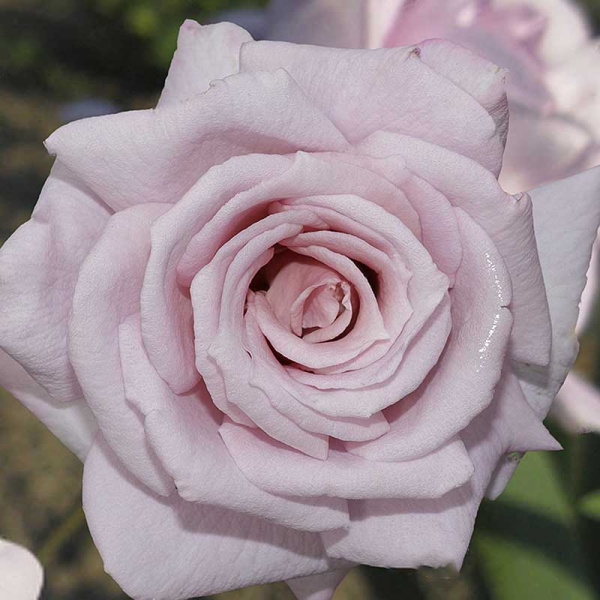 Роза чайно-гибридная Голубой Нил Садовита