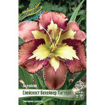Лилейник Спейскост Бехейвер Паттерн I 1 шт