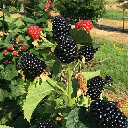 Ежевика Киова Садовита