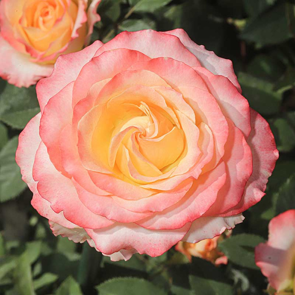 Роза чайно-гибридная Дуэт Садовита