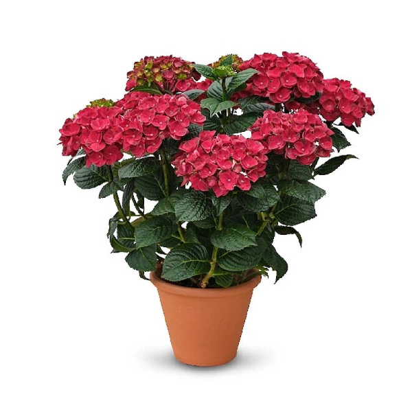 4745 Гортензия Крупнолистовая Рана P12 ,шт