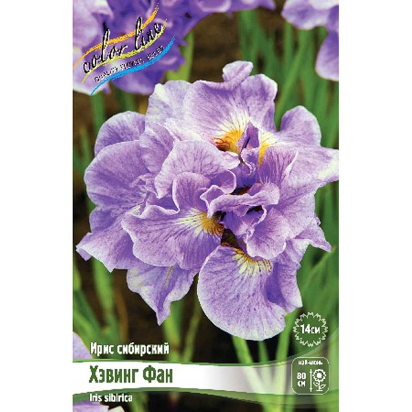 Ирис Сибирский Хэвинг Фан I 25 шт Биг-пак 823