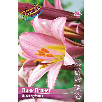 Лилия Пинк Планет 16/18 25 шт Биг-Пак 7715 