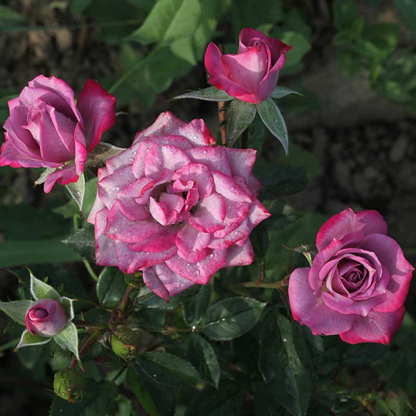 Роза спрей Билона Садовита