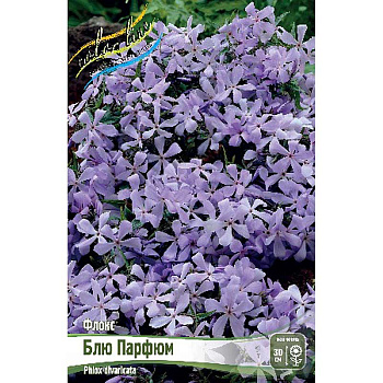 8039 Биг-Пак Флокс Блю Парфюм I 25 шт