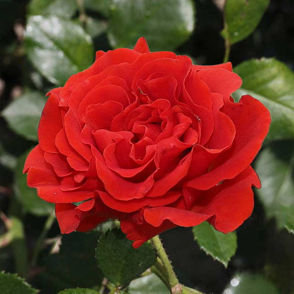 Роза чайно-гибридная (срезочная) Эль Торо Садовита