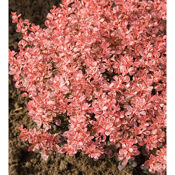 16025 Барбарис Тунберга Инспирейшн P12 ,шт