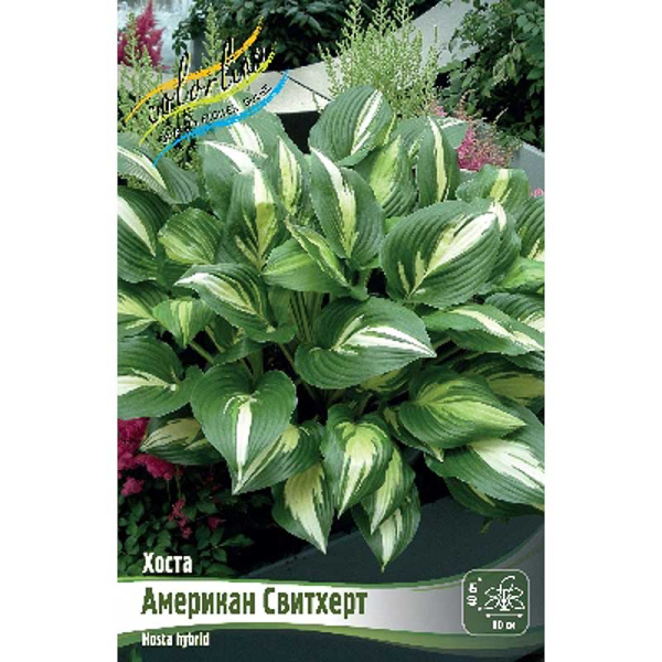 Хоста Американ Свитхерт 1 n 1 шт 