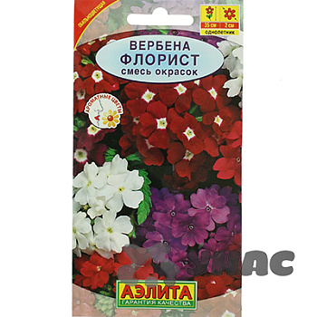 Вербена Флорист Аэлита Ц 