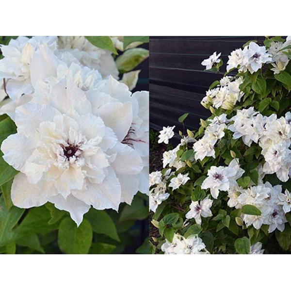 Клематис Фёст Лайт P9 шт